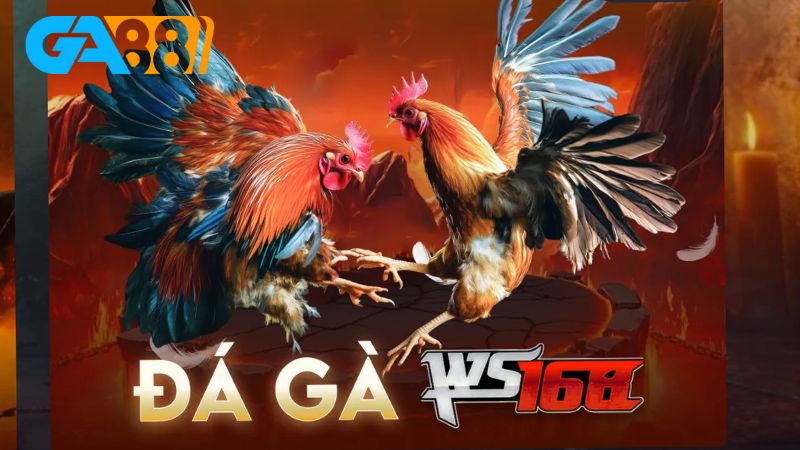 Tìm hiểu kinh nghiệm chơi đá gà FB88 hiệu quả