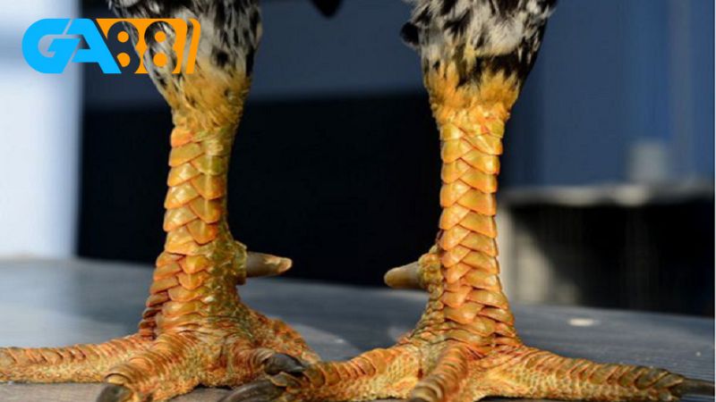 Gà chân vuông vảy rồng là một trong những chiến kê hiếm có