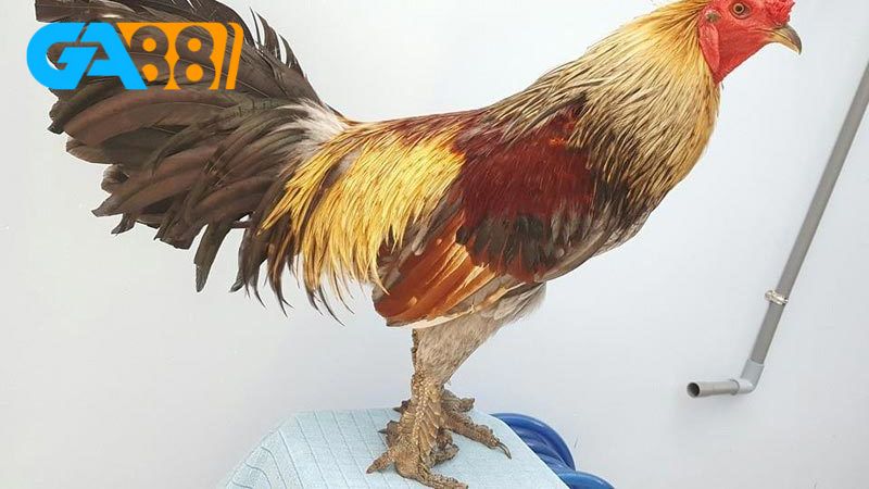 Gà chân vuông vảy rồng có nhiều ưu điểm hơn so với dòng gà thông thường