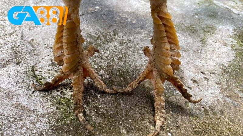 Chăm sóc gà chân vuông vảy rồng đúng cách để đạt hiệu quả cao