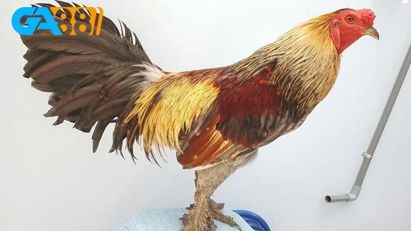 Gà khét mạng gì là câu hỏi được nhiều anh em đam mê đá gà quan tâm