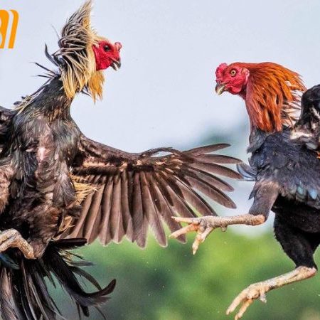Gà khét mạng gì? Tìm hiểu màu mạng gà theo phong thủy