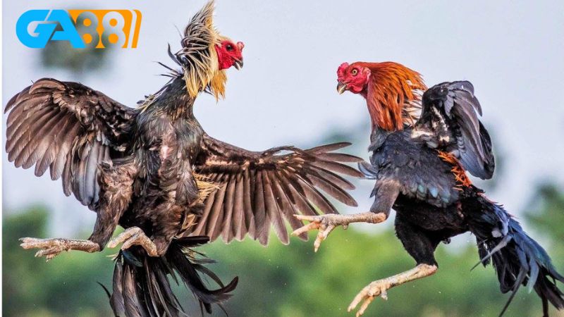 Tìm hiểu gà khét mạng gì theo phong thủy đá gà