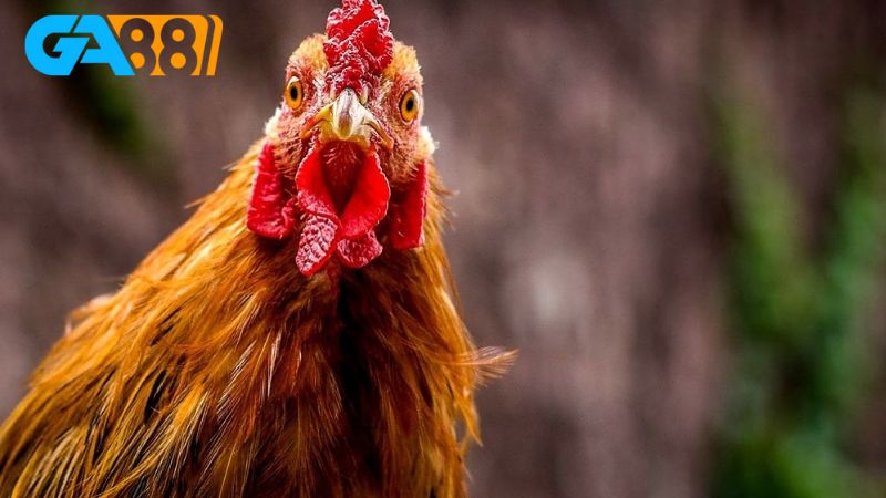 Không phải ai cũng biết gà khét mạng gì