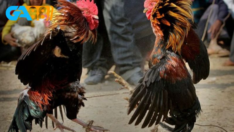 Áp dụng kinh nghiệm của cao thủ khi chơi cá cược tại trường gà Savan